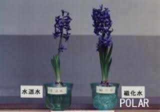 Photos showing growth of flowers and plants with polarised water treatment